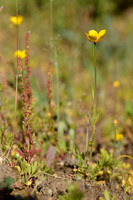 Jersey Buttercup; Ranunculus paludosus