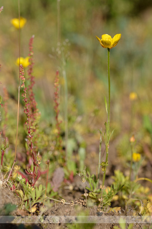 Jersey Buttercup; Ranunculus paludosus