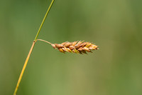 Zilte zegge; Distant Sedge; Carex distans