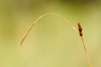 Zilte Zegge - Distant Sedge - Carex distans