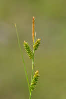 Zilte zegge; Carex distans