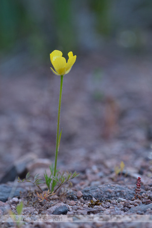 Jersey Buttercup; Ranunculus paludosus