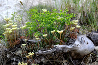 European stonecrop; Sedum ochroleucum
