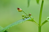 Knopig helmkruid; Common figwort; Scrophularia nodosa