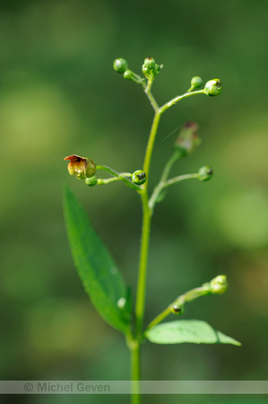 Knopig helmkruid; Common Figwort; Scrophularia nodosa