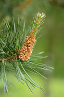 Grove den - Scots pine - Pinus sylvestris