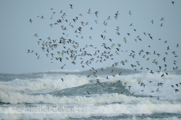 Bonte Strandloper; Dunlin; Calidris alpina