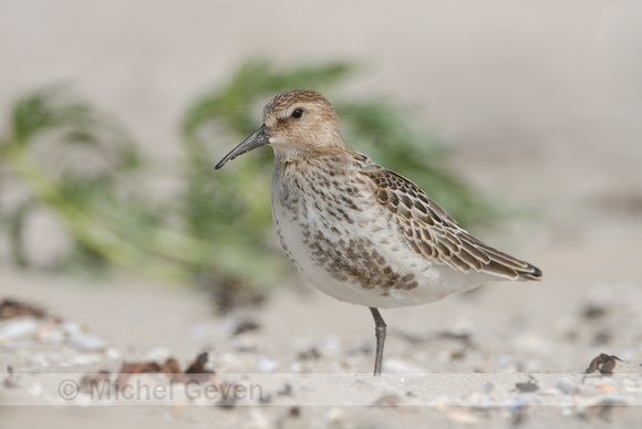 Bonte Strandloper; Dunlin; Calidris alpina