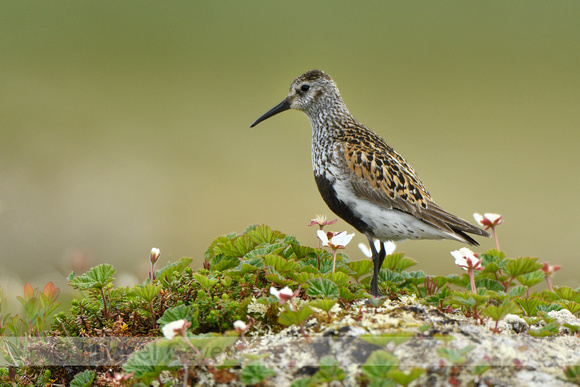 Bonte Strandloper; Dunlin; Calidris alpina