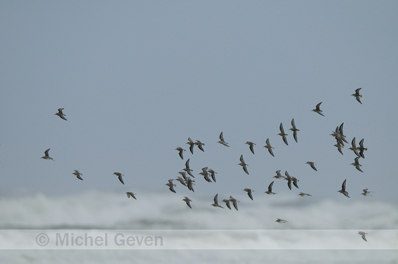 Bonte Strandloper; Dunlin; Calidris alpina