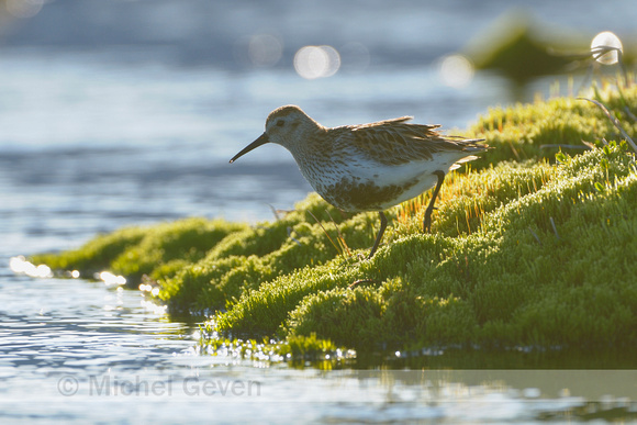 Bonte Strandloper; Dunlin; Calidris alpina