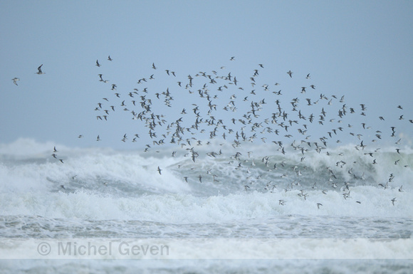 Bonte Strandloper; Dunlin; Calidris alpina