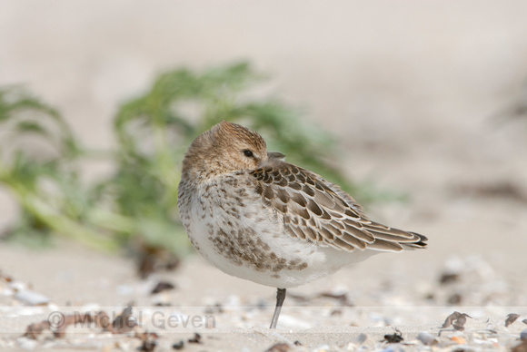 Bonte Strandloper; Dunlin; Calidris alpina