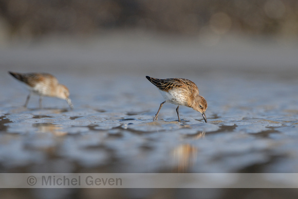 Bonte Strandloper; Dunlin; Calidris alpina