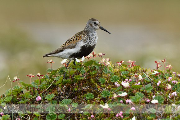 Bonte Strandloper; Dunlin; Calidris alpina