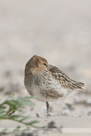 Bonte Strandloper; Dunlin; Calidris alpina