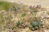 Kliflamsoor; Rock Sea lavender; Limonium binervosum