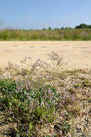 Kliflamsoor; Rock Sea lavender; Limonium binervosum