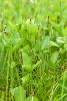 Ronde zegge - Lesser Tussock-sedge - Carex diandra