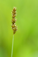 Ronde zegge; Lesser Tussock-sedge; Carex diandra