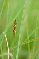 Ronde zegge; Lesser Tussock-sedge; Carex diandra