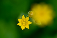 Zomerbitterling; Yellow-wort; Blackstonia perfoliata
