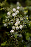 Sharp Cedar; Juniperus oxycedrus  subsp. Macrocarpa