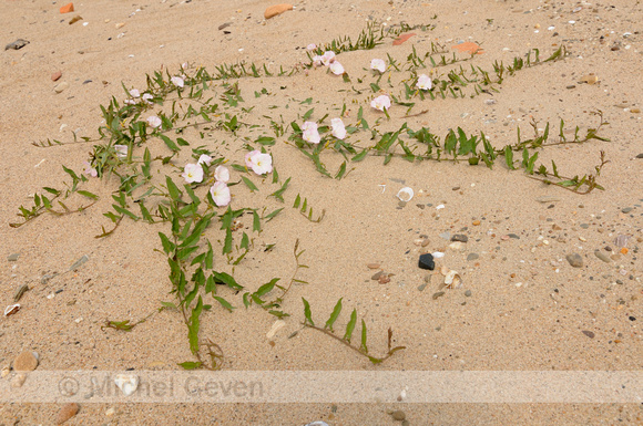 Akkerwinde; Field Bindweed; Convolvulus arvensis;