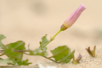 Akkerwinde; Field Bindweed; Convolvulus arvensis