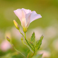 Convolvulus arvensis; Akkerwinde; Field Bindweed