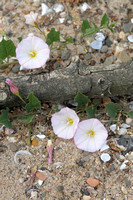 Field Bindweed; Akkerwinde;  Convolvulus arvensis