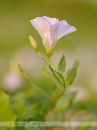 Convolvulus arvensis; Akkerwinde; Field Bindweed