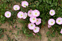 Akkerwinde; Field Bindweed; Convolvulus arvensis