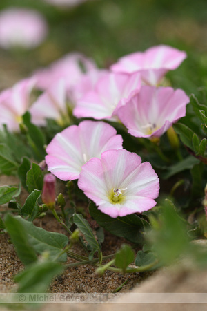 Akkerwinde; Field Bindweed; Convolvulus arvensis