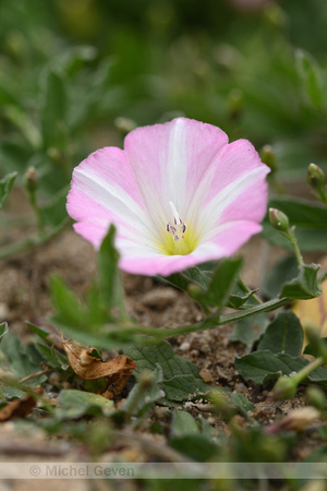 Akkerwinde; Field Bindweed; Convolvulus arvensis