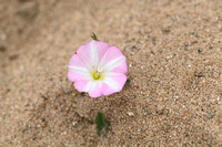 Akkerwinde; Field Bindweed; Convolvulus arvensis