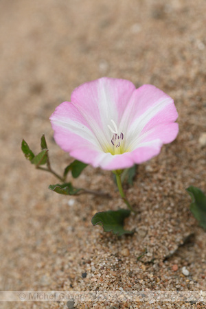 Akkerwinde; Field Bindweed; Convolvulus arvensis