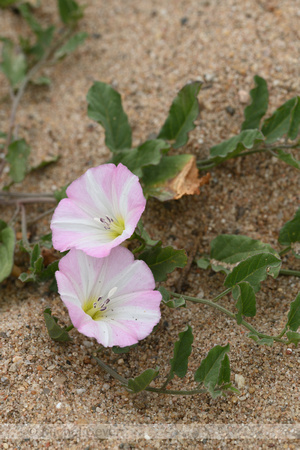 Akkerwinde; Field Bindweed; Convolvulus arvensis