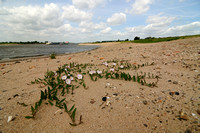 Akkerwinde; Field Bindweed; Convolvulus arvensis;