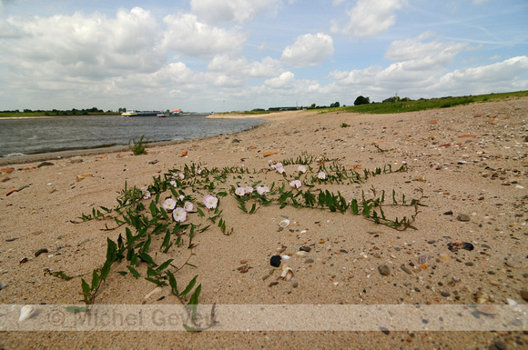 Akkerwinde; Field Bindweed; Convolvulus arvensis;