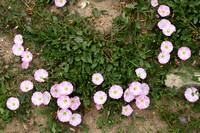 Akkerwinde; Field Bindweed; Convolvulus arvensis