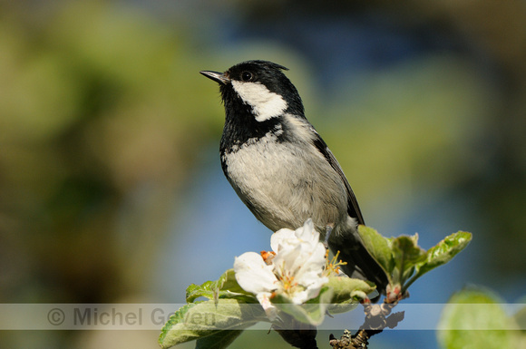 Zwarte Mees; Coal Tit; Parus ater;