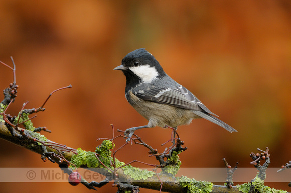 Zwarte Mees; Coal Tit; Parus ater