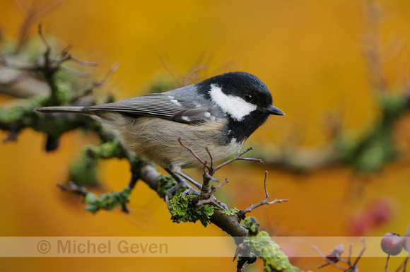 Zwarte Mees; Coal Tit; Parus ater