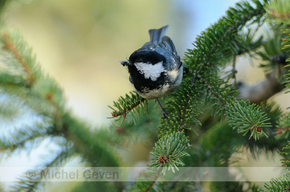 Zwarte Mees; Coal Tit; Parus ater;