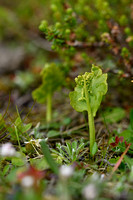 Northern Moonwort; Botrychium boreale
