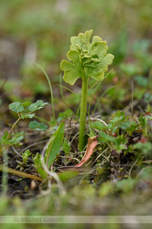 Northern Moonwort; Botrychium boreale