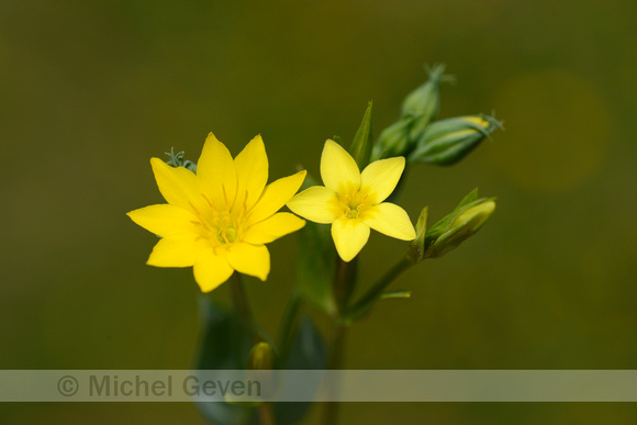 Zomerbitterling; Yellow-wort; Blackstonia perfoliata subsp. Perf