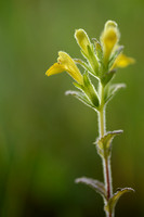 Kleverige Ogentroost - Yellow Bartsia - Parentucellia viscosa