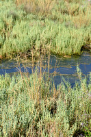 Kweldergras; Reflexed Saltmarsh-grass; Puccinellia distans